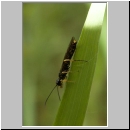 Symphyta sp - Blattwespe 03a 9mm.jpg